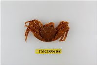 藏品(近親盾牌蟹)的圖片